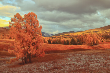 动物励志小故事